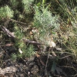 Pimelea treyvaudii at Paddys River, ACT - 19 Jun 2022 01:36 PM