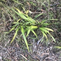 Dianella tasmanica (Tasman Flax Lily) at Gibraltar Pines - 19 Jun 2022 by Tapirlord