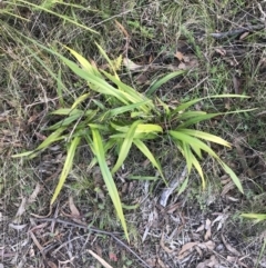 Dianella tasmanica at Paddys River, ACT - 19 Jun 2022 01:13 PM