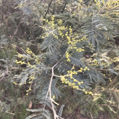 Acacia dealbata subsp. subalpina (Monaro Silver-wattle) at Gibraltar Pines - 19 Jun 2022 by Tapirlord
