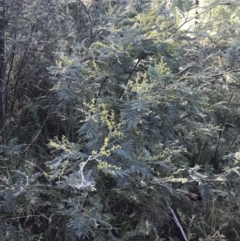 Acacia dealbata subsp. subalpina at Paddys River, ACT - 19 Jun 2022