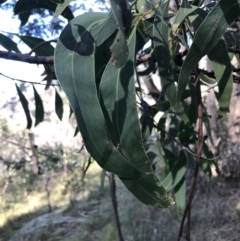 Acacia falciformis (Broad-leaved Hickory) at Paddys River, ACT - 19 Jun 2022 by Tapirlord