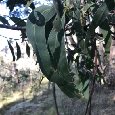 Acacia falciformis (Broad-leaved Hickory) at Gibraltar Pines - 19 Jun 2022 by Tapirlord