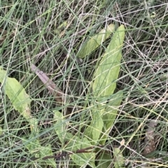 Viola betonicifolia subsp. betonicifolia at Paddys River, ACT - 19 Jun 2022