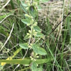 Mentha diemenica (Wild Mint, Slender Mint) at Gibraltar Pines - 19 Jun 2022 by Tapirlord