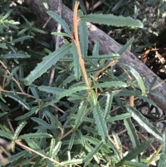 Olearia erubescens (Silky Daisybush) at Paddys River, ACT - 19 Jun 2022 by Tapirlord