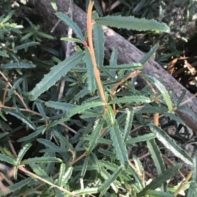 Olearia erubescens (Silky Daisybush) at Paddys River, ACT - 19 Jun 2022 by Tapirlord