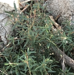 Olearia erubescens at Paddys River, ACT - 19 Jun 2022