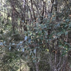 Pomaderris betulina subsp. actensis (Canberra Pomaderris) at Gibraltar Pines - 19 Jun 2022 by Tapirlord