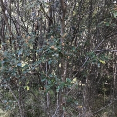 Pomaderris betulina subsp. actensis at Paddys River, ACT - 19 Jun 2022