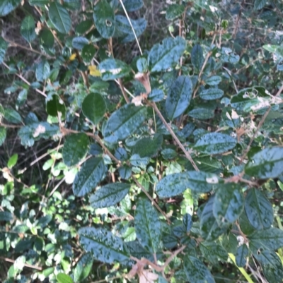 Pomaderris betulina subsp. actensis (Canberra Pomaderris) at Gibraltar Pines - 19 Jun 2022 by Tapirlord