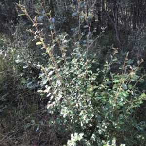 Pomaderris betulina subsp. actensis at Paddys River, ACT - 19 Jun 2022