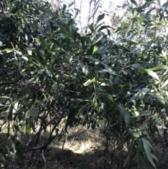 Acacia melanoxylon (Blackwood) at Tidbinbilla Nature Reserve - 19 Jun 2022 by Tapirlord
