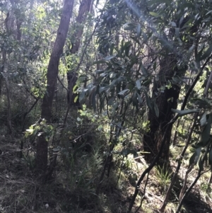 Acacia melanoxylon at Paddys River, ACT - 19 Jun 2022