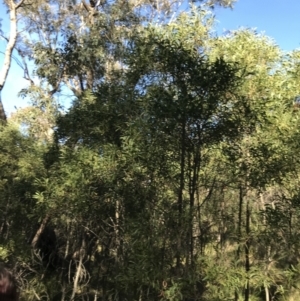 Acacia melanoxylon at Paddys River, ACT - 19 Jun 2022