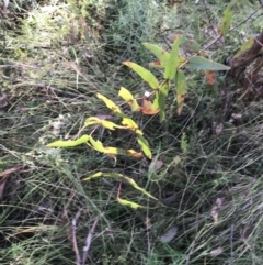 Eucalyptus viminalis (Ribbon Gum) at Gibraltar Pines - 19 Jun 2022 by Tapirlord