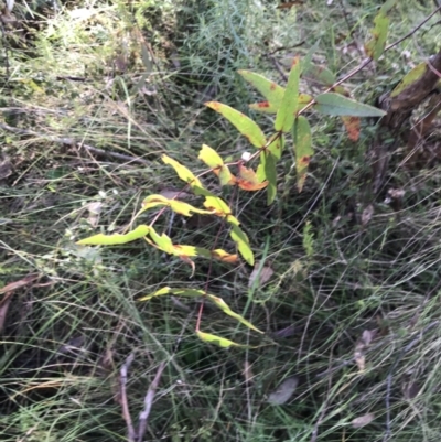 Eucalyptus viminalis (Ribbon Gum) at Gibraltar Pines - 19 Jun 2022 by Tapirlord
