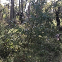 Eucalyptus viminalis at Paddys River, ACT - 19 Jun 2022