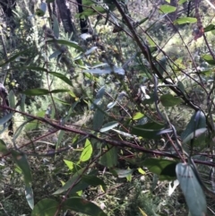 Eucalyptus viminalis at Paddys River, ACT - 19 Jun 2022