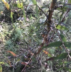 Eucalyptus viminalis at Paddys River, ACT - 19 Jun 2022