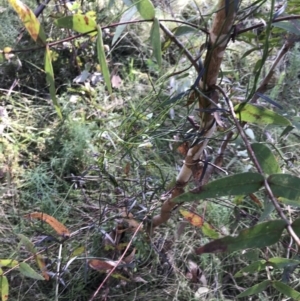 Eucalyptus viminalis at Paddys River, ACT - 19 Jun 2022 12:32 PM