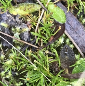 Scleranthus biflorus at Paddys River, ACT - 19 Jun 2022