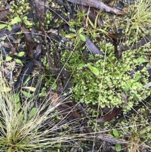 Scleranthus biflorus at Paddys River, ACT - 19 Jun 2022