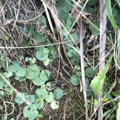 Corysanthes sp. (A Helmet Orchid) at Paddys River, ACT - 19 Jun 2022 by Tapirlord