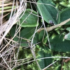 Pterostylidinae (greenhood alliance) (A Greenhood) at Tidbinbilla Nature Reserve - 19 Jun 2022 by Tapirlord