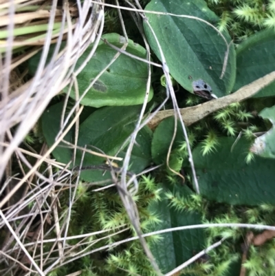 Pterostylidinae (greenhood alliance) (A Greenhood) at Tidbinbilla Nature Reserve - 19 Jun 2022 by Tapirlord