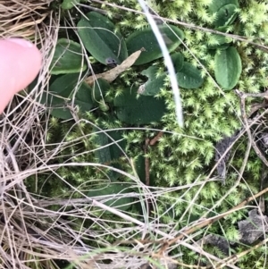 Pterostylidinae (greenhood alliance) at Paddys River, ACT - 19 Jun 2022