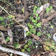 Hydrocotyle laxiflora (Stinking Pennywort) at Tidbinbilla Nature Reserve - 19 Jun 2022 by Tapirlord