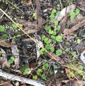 Hydrocotyle laxiflora at Paddys River, ACT - 19 Jun 2022