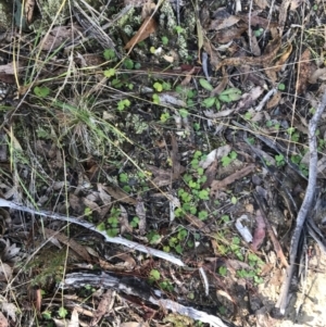 Hydrocotyle laxiflora at Paddys River, ACT - 19 Jun 2022