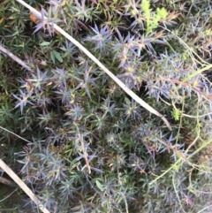 Astroloma humifusum (Cranberry Heath) at Tidbinbilla Nature Reserve - 19 Jun 2022 by Tapirlord