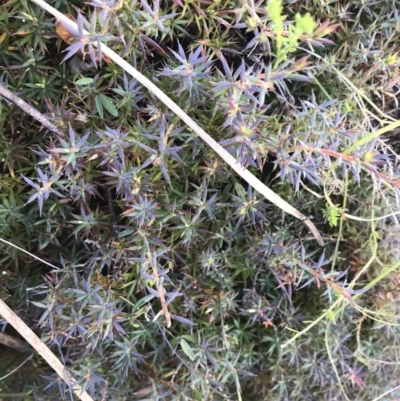 Astroloma humifusum (Cranberry Heath) at Tidbinbilla Nature Reserve - 19 Jun 2022 by Tapirlord