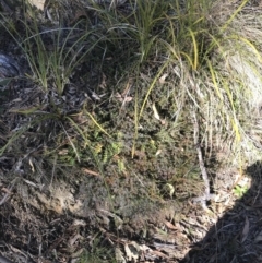 Styphelia humifusum at Paddys River, ACT - 19 Jun 2022