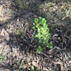 Coprosma hirtella (Currant Bush) at Tidbinbilla Nature Reserve - 19 Jun 2022 by Tapirlord