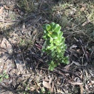 Coprosma hirtella at Paddys River, ACT - 19 Jun 2022