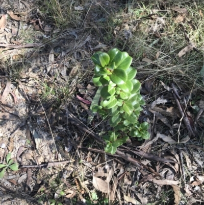 Coprosma hirtella (Currant Bush) at Tidbinbilla Nature Reserve - 19 Jun 2022 by Tapirlord