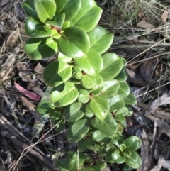 Coprosma hirtella at Paddys River, ACT - 19 Jun 2022