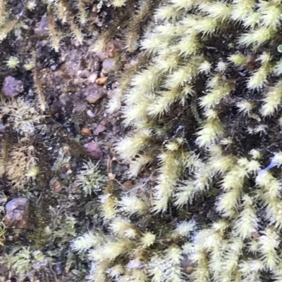 Bartramiaceae at Tidbinbilla Nature Reserve - 19 Jun 2022 by Tapirlord