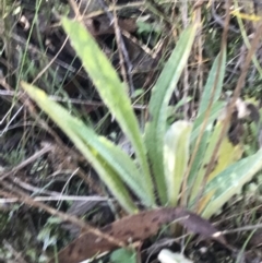 Plantago gaudichaudii (Narrow Plantain) at Tidbinbilla Nature Reserve - 19 Jun 2022 by Tapirlord