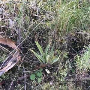 Plantago gaudichaudii at Paddys River, ACT - 19 Jun 2022