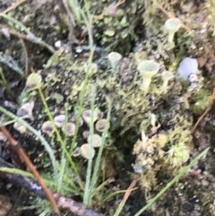 Cladonia sp. (genus) (Cup Lichen) at Paddys River, ACT - 19 Jun 2022 by Tapirlord