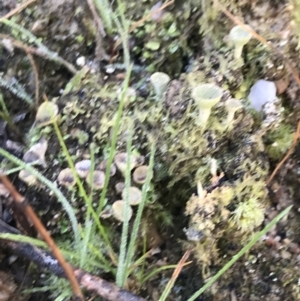 Cladonia sp. (genus) at Paddys River, ACT - 19 Jun 2022 12:07 PM