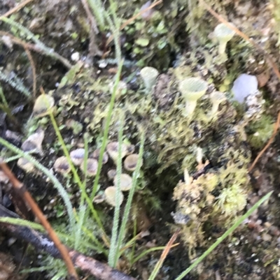 Cladonia sp. (genus) (Cup Lichen) at Paddys River, ACT - 19 Jun 2022 by Tapirlord