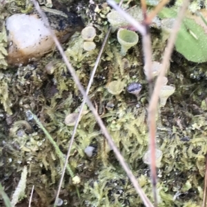 Cladonia sp. (genus) at Paddys River, ACT - 19 Jun 2022