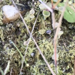 Cladonia sp. (genus) at Paddys River, ACT - 19 Jun 2022 12:07 PM