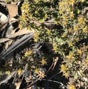 Pultenaea procumbens at Paddys River, ACT - 19 Jun 2022